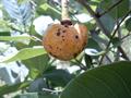 African custard-apple